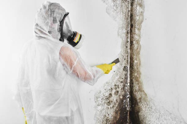 Best Mold Damage Repair  in Wink, TX