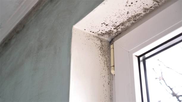 Best Mold Testing  in Wink, TX
