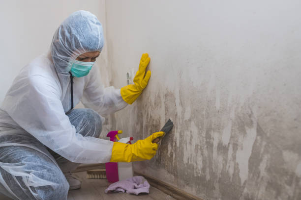 Best Black Mold Removal  in Wink, TX