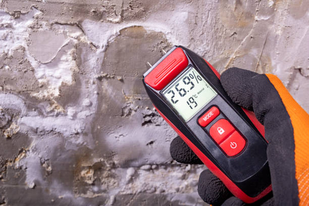 Best Best Mold Removal Companies  in Wink, TX