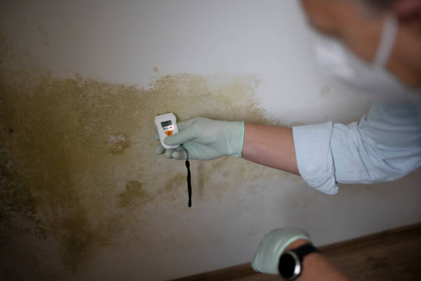 Mold Removal and Inspection in Wink, TX