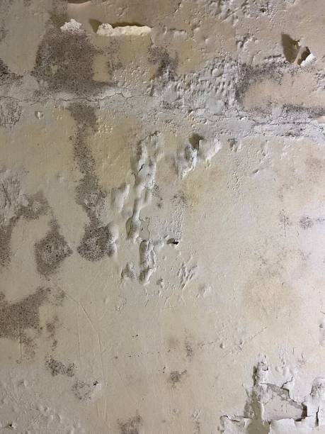 Best Local Mold Removal Service  in Wink, TX