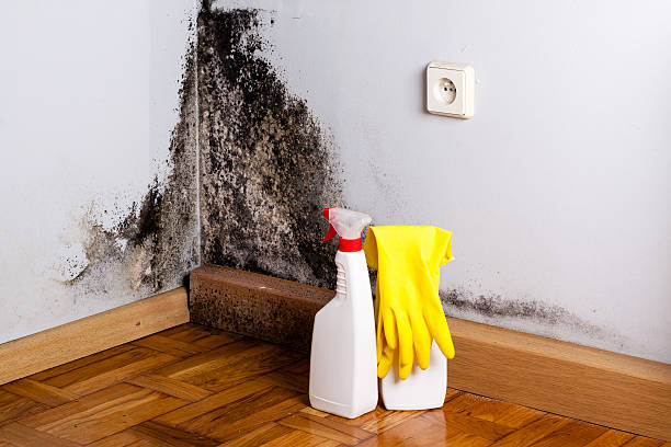 Professional Mold Removal in Wink, TX