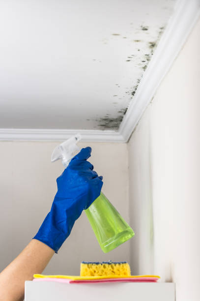 Best Mold Removal Company Near Me  in Wink, TX